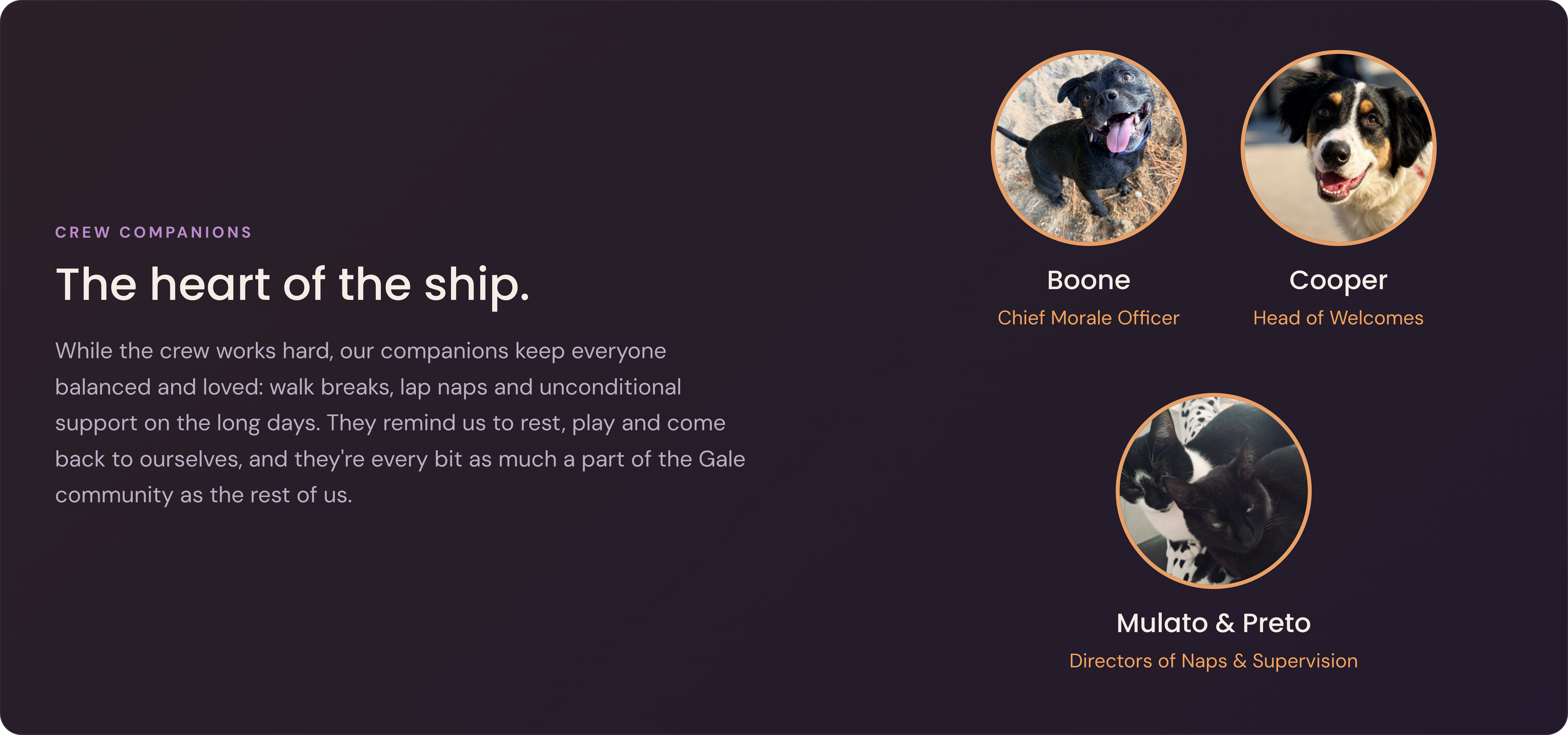 Gale crew companions — Boone, Cooper, Mulato and Preto